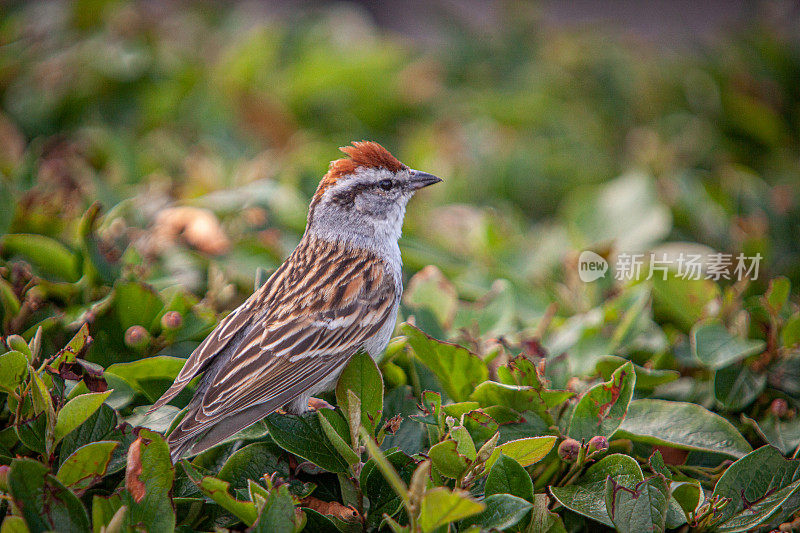 残酷的家庭，(Spizella passerina)，切麻雀。